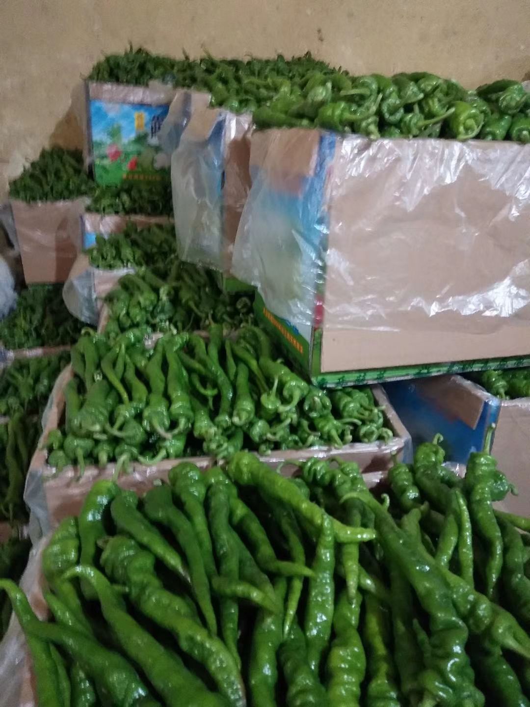 螺丝椒 甘肃省定西市安定区