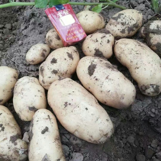  土豆大量上市