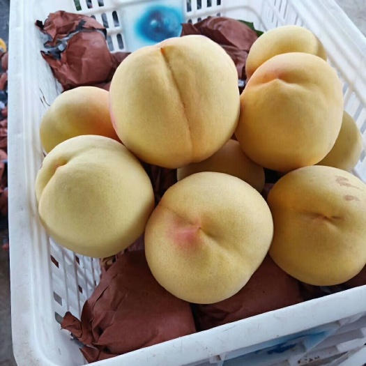 莒县黄金黄桃 山东省日照市莒县