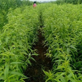 嫁接桃树苗 1~1.5米