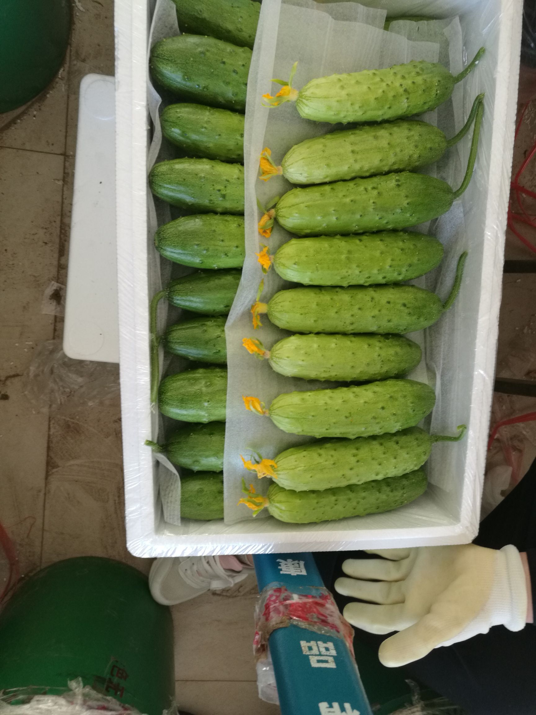 绥中旱黄瓜，每天大量供货，产地代办，微电同步