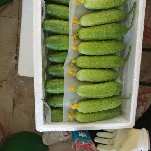 绥中县绥中旱黄瓜，每天大量供货，产地代办，微电同步