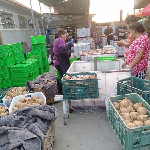 莱西市 秋月梨，口感细腻甜脆，入口即化无杂