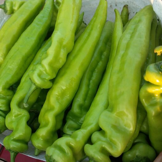 新乐市尖椒量大质优，求带走