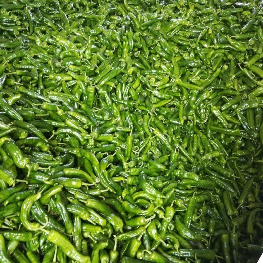 夏邑县301泡椒 线椒    301大椒    螺丝椒