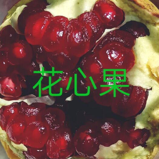 会理市 自家农场会理突尼斯软子石榴，现摘现卖，看的见的新鲜