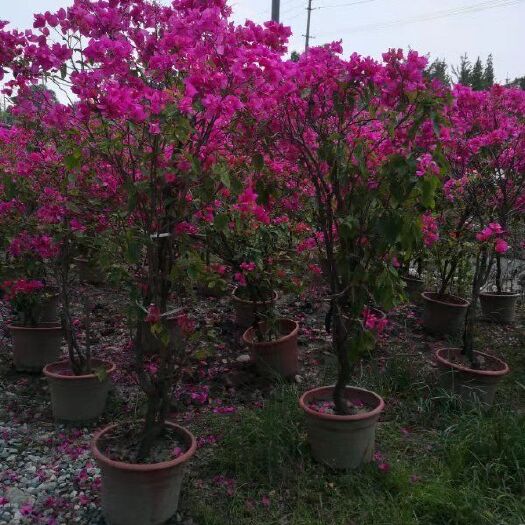 成都 成都紫花三角梅红花三角梅杯苗基地直供，数量上千，欢迎选购