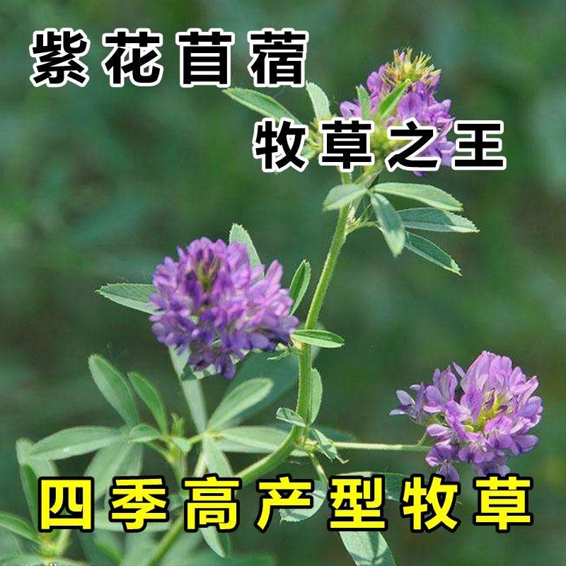沭阳县苜蓿草种子紫花苜蓿草种籽养殖猪牛羊兔鱼南北方多年生四季种