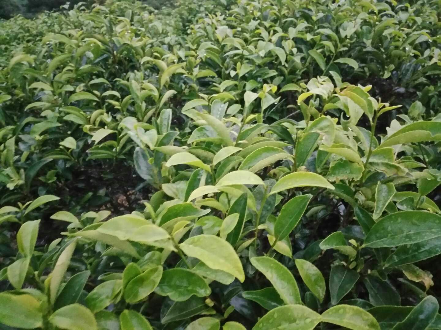 凤凰单丛 明宇香 原产地直销 凤凰大乌叶 浓香型 铁盒装