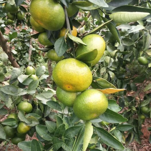 资兴市 东江湖蜜橘专业代办