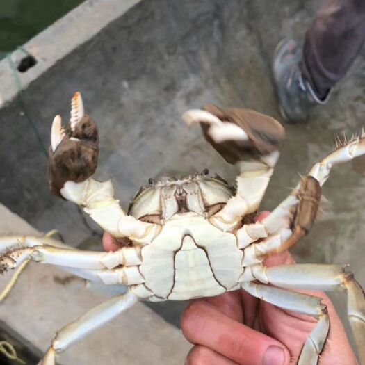 济南兴化大闸蟹 优质两公（0.9-1.2两）批发，诚招合作伙伴，支持一件代发