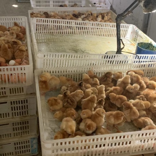 梁山县 孵化场批发直供红玉鸡苗，芦花鸡苗，五黑鸡苗