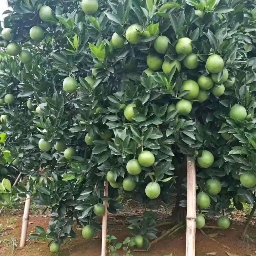 秀山纽荷尔脐橙苗基地直供