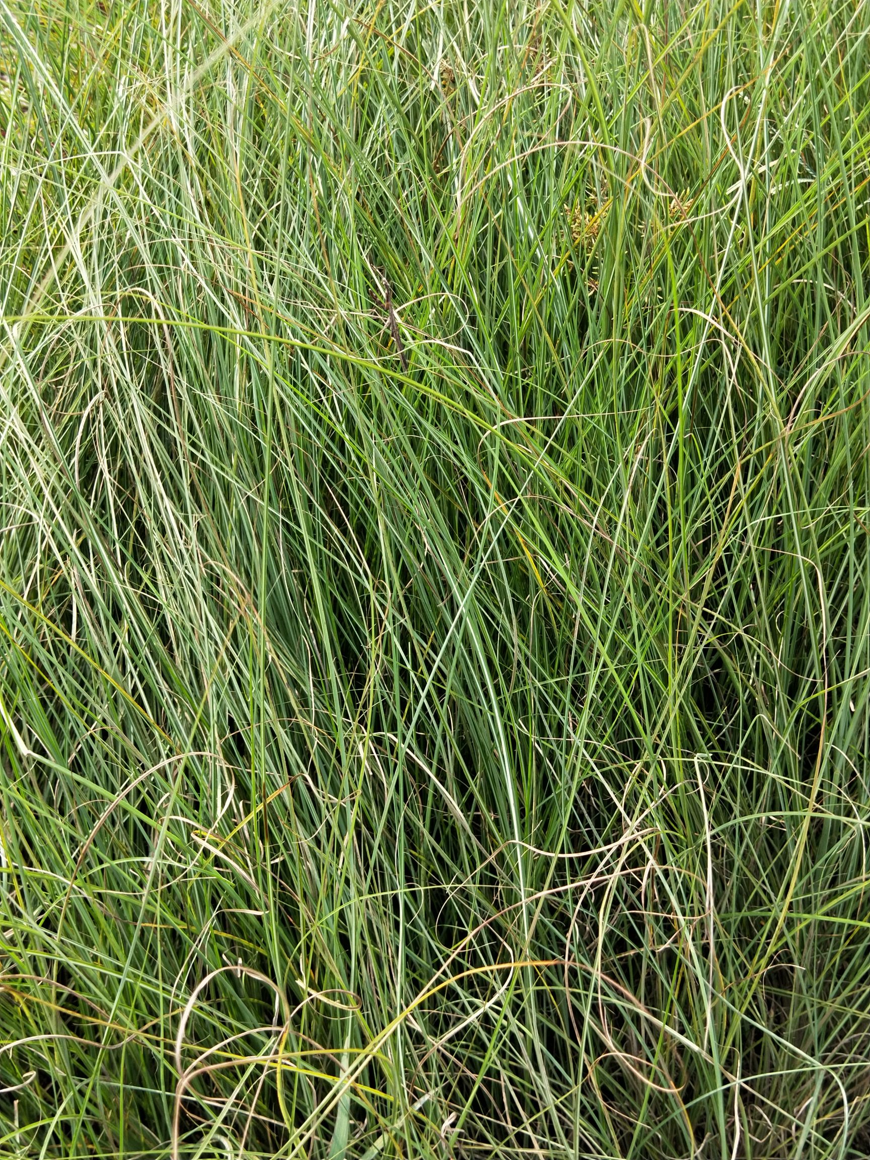水生细叶芒  细叶芒 多年生 量大可优惠 基地直发