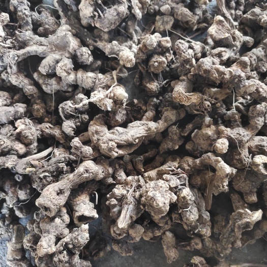 科右中旗 朱砂苍术