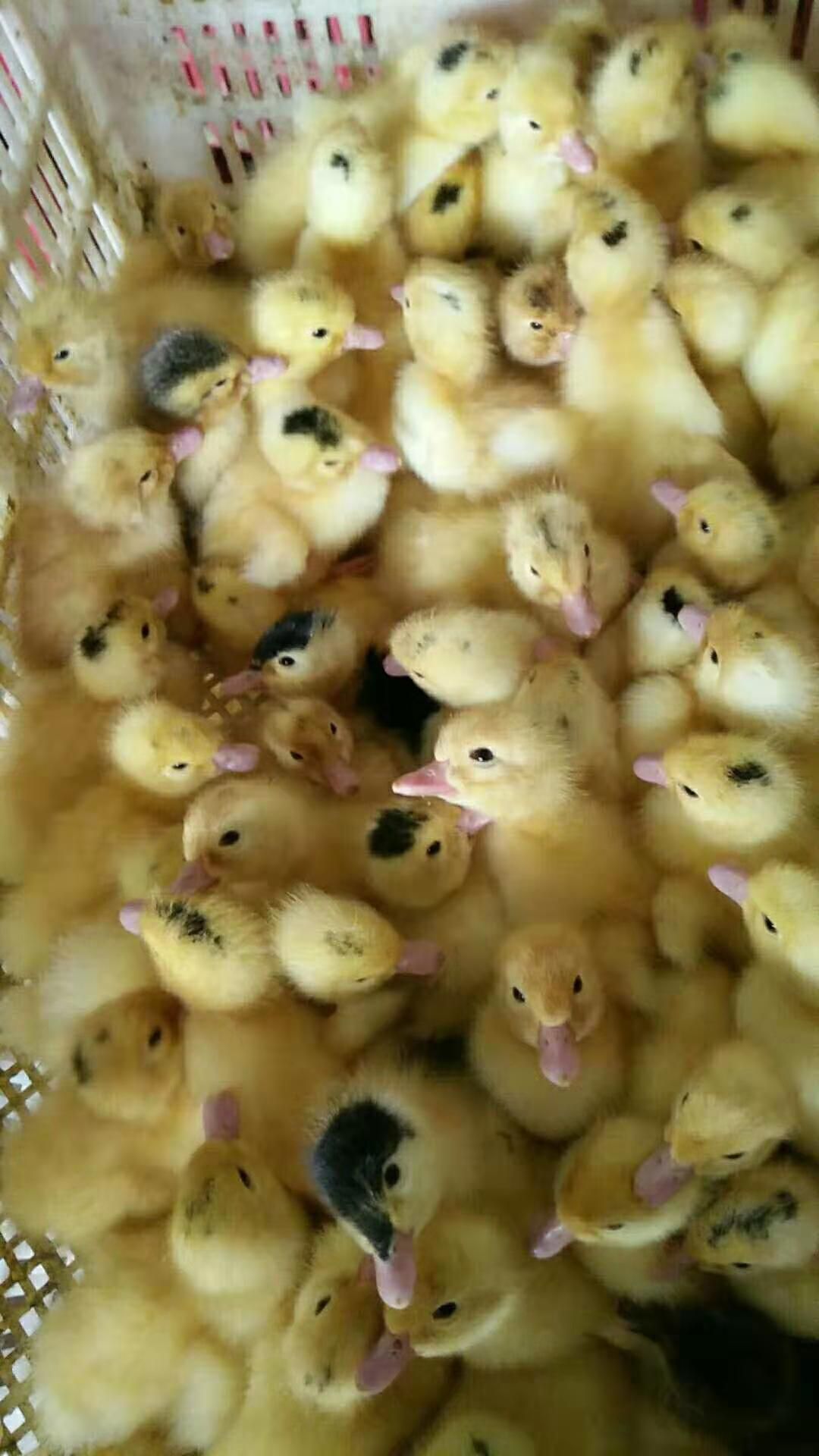 一点头鸭苗 一级苗