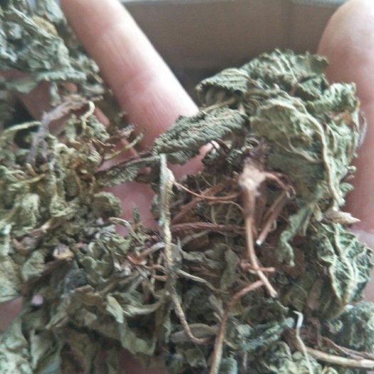 平邑县蛤蟆草，荔枝草，量大优惠。