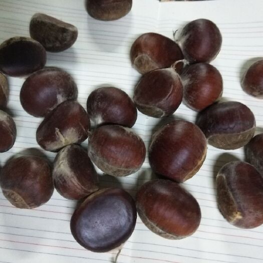 金寨县金寨板栗 产地直销！大量现货，价格便宜