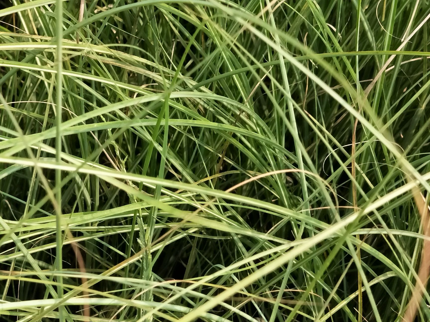 水生细叶芒  细叶芒 多年生 量大可优惠 基地直发
