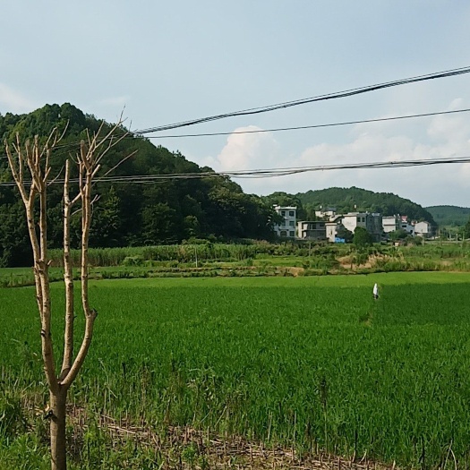 武宁县 水田，水源好