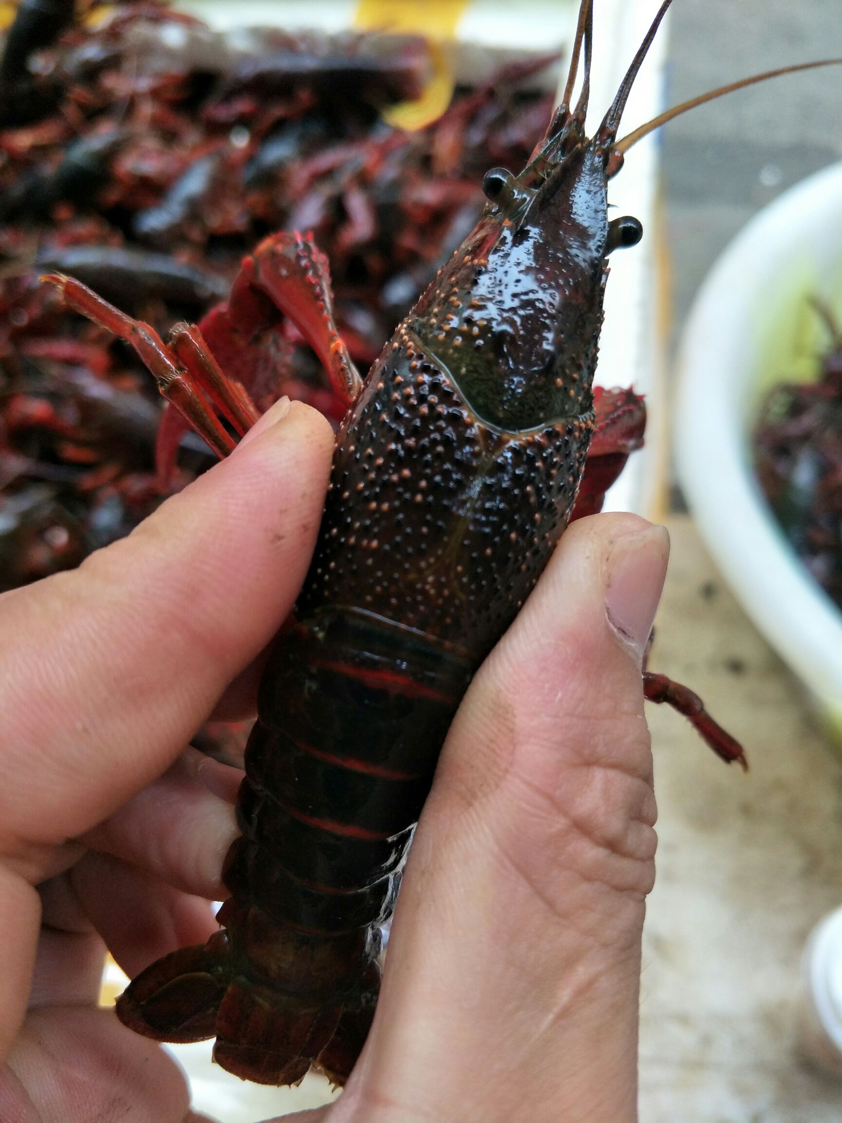 清水小龙虾 789带一两规格大红虾