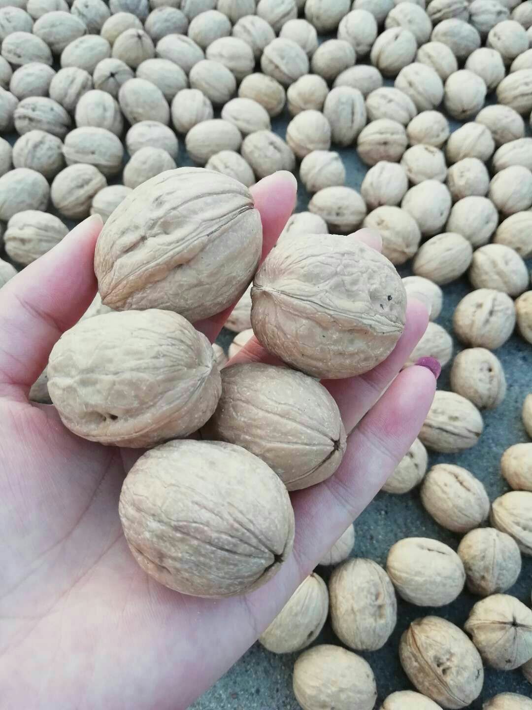 20mm以上表皮光洁核桃