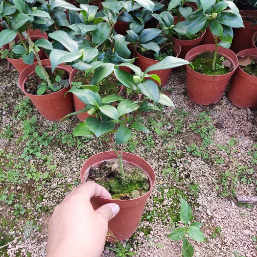 漳平市 品种茶花乔依