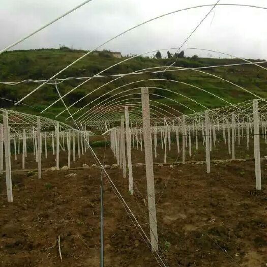 五指山市大棚杆 专业做葡萄避雨棚，火龙果，百香果，大棚架，售水泥柱，铝包钢等