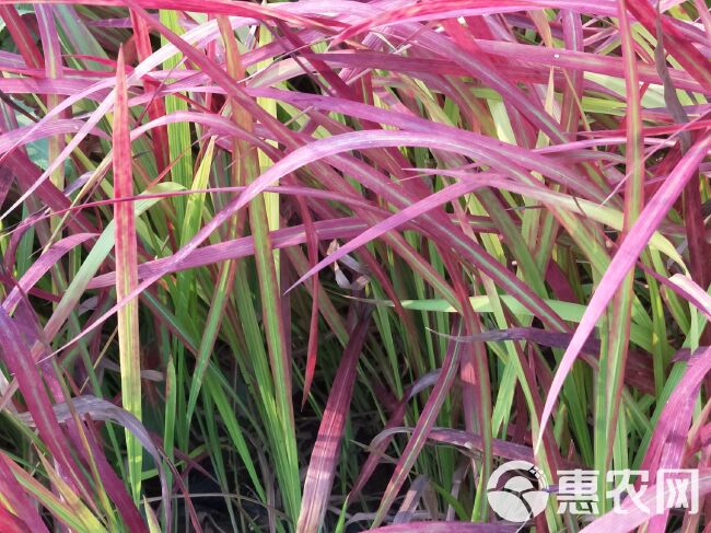 血草 死苗补发 多年生 宿根植物 观叶植物