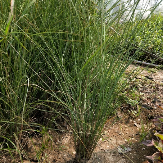 青州市水生细叶芒  细叶芒 多年生 量大可优惠 基地直发