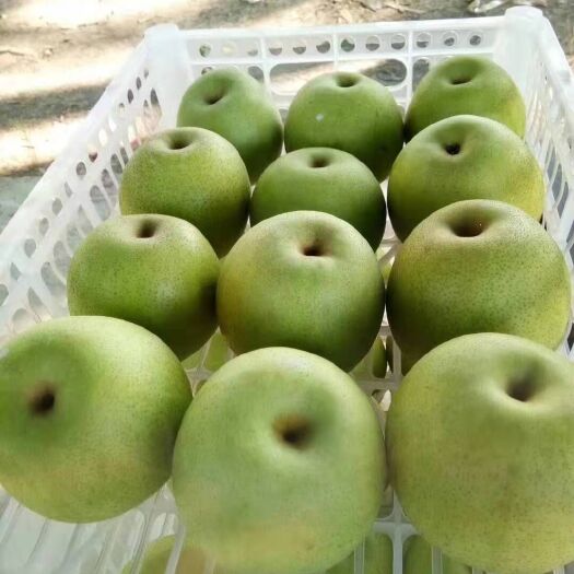 固镇县 酥梨