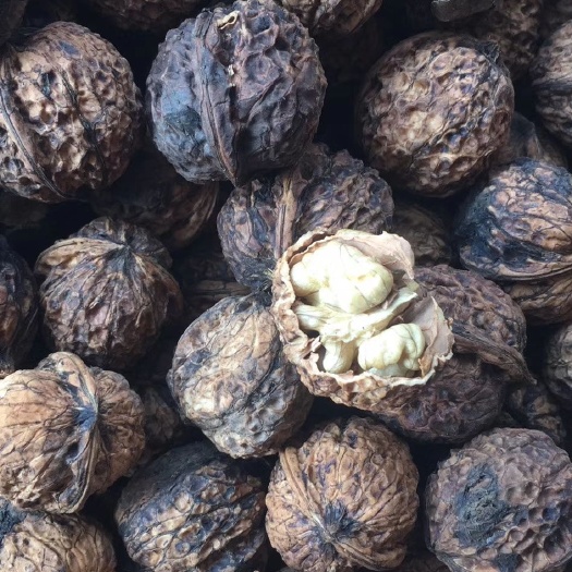 沧县 批发云南纸皮核桃，