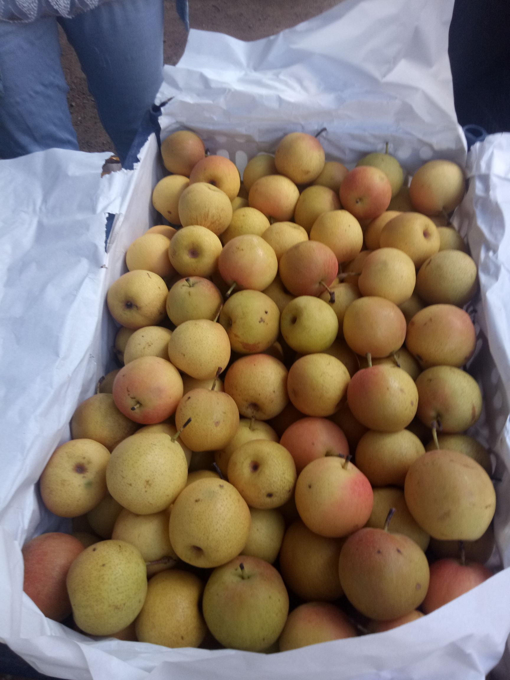 南国梨 55mm以上 6-8g