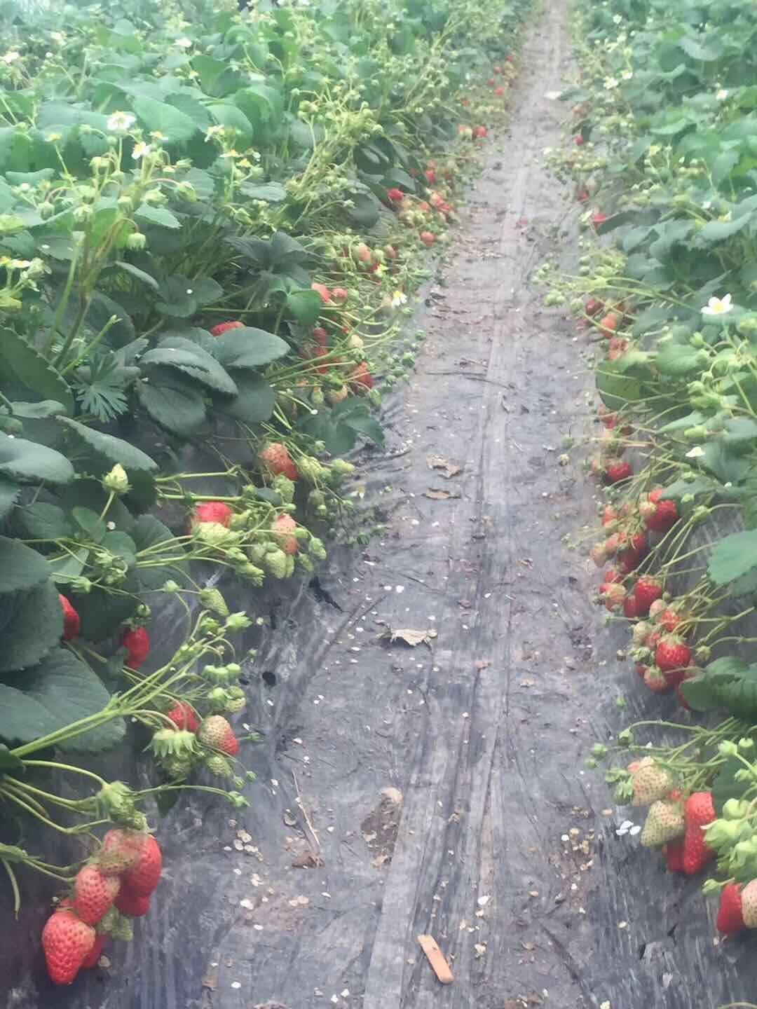  脱毒草莓苗