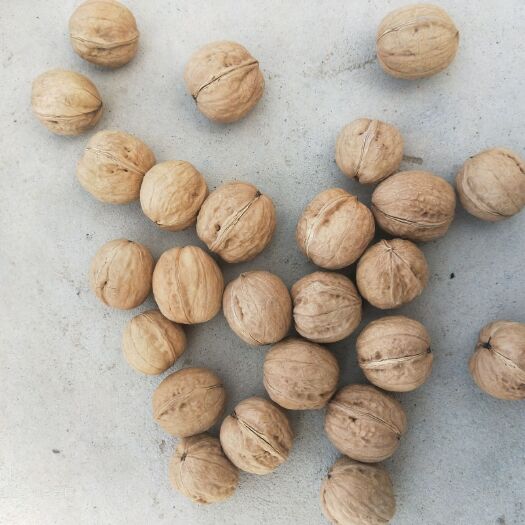 阿拉尔市 新疆阿拉尔（新二，新普，185）薄皮核桃