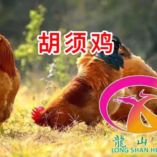 广州胡须鸡苗 诚信经营  品质保证 包邮包活到家