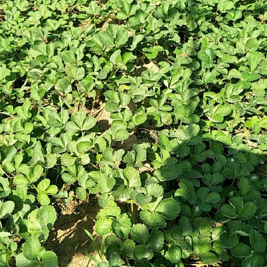 中牟县甜查理草莓苗 10~20公分 地栽苗