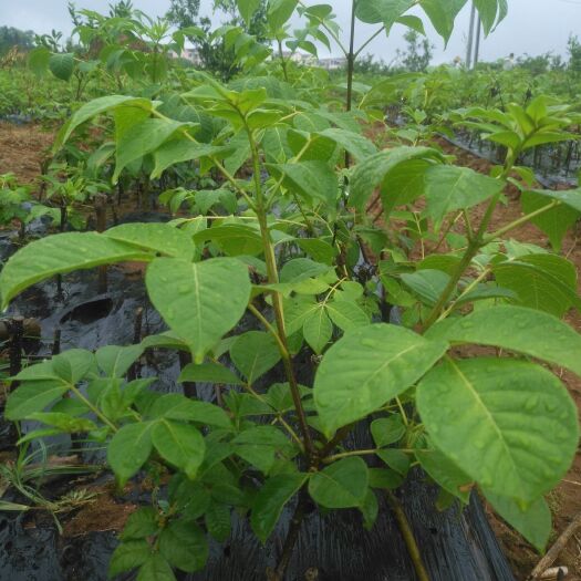 樟树市吴茱萸苗 江西中花吴茱萸及单叶蔓荆子