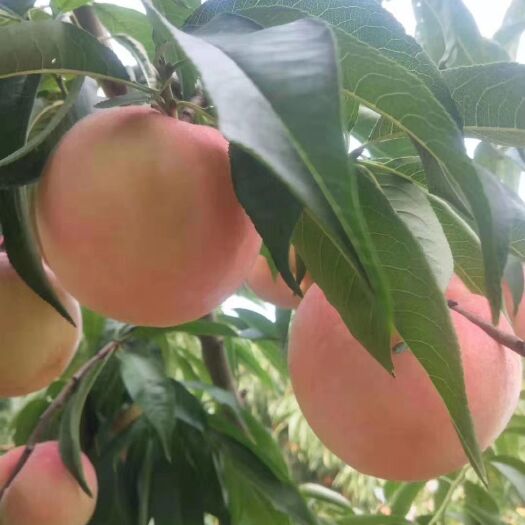 临沭县永莲1号蜜桃 永莲蜜桃大量上市，精品果