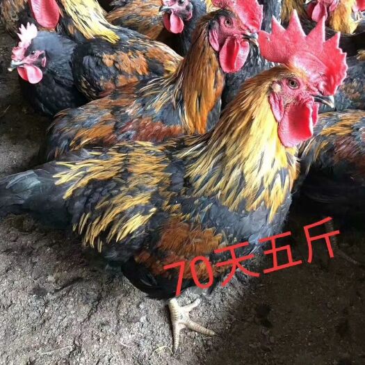 广州 绿壳蛋鸡苗