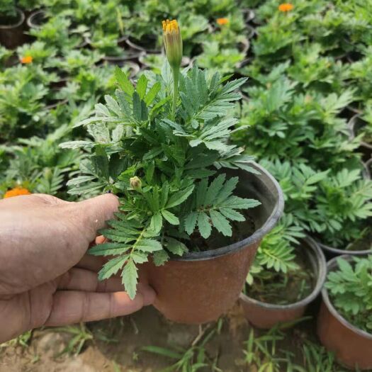 青州市孔雀草杯苗价格 孔雀草批发价格 孔雀草报价单