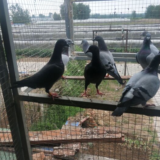 沭阳县邮鸽 常年出售信鸽淘汰鸽成绩鸽