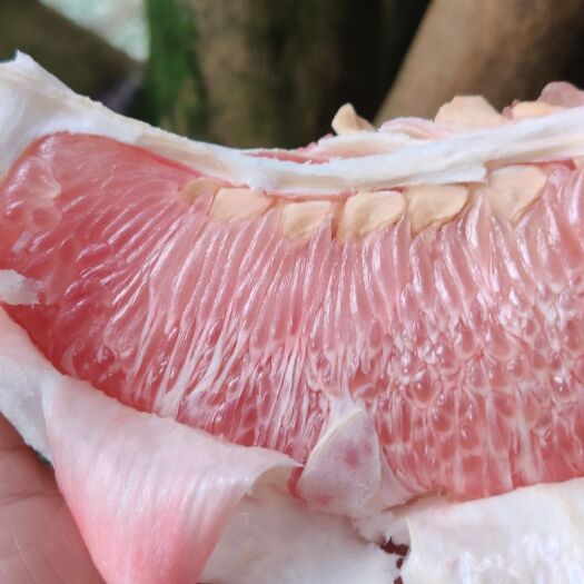 容县沙田柚 2斤以上