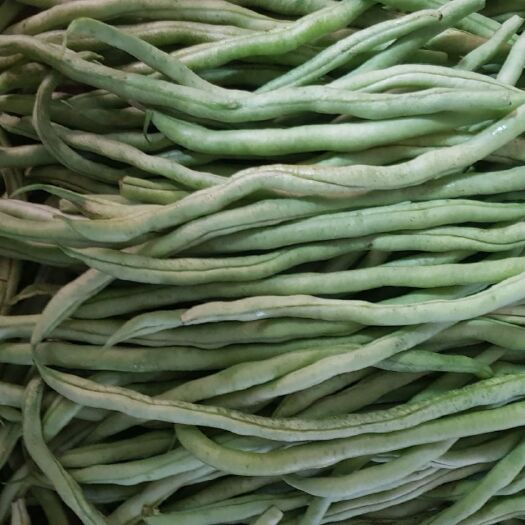 壶关县架豆王豆角 40cm~70cm
