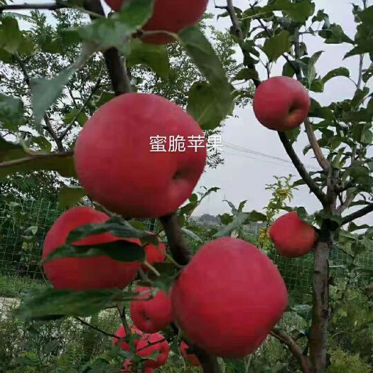 庆城县 苹果大量出售
