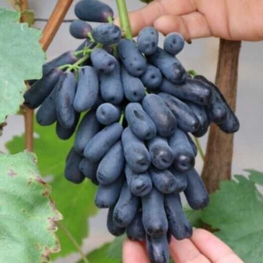 平邑县蓝宝石葡萄苗 正宗蓝宝石葡萄树苗2年苗自己从蓝宝石采摘园买来枝条扦插的