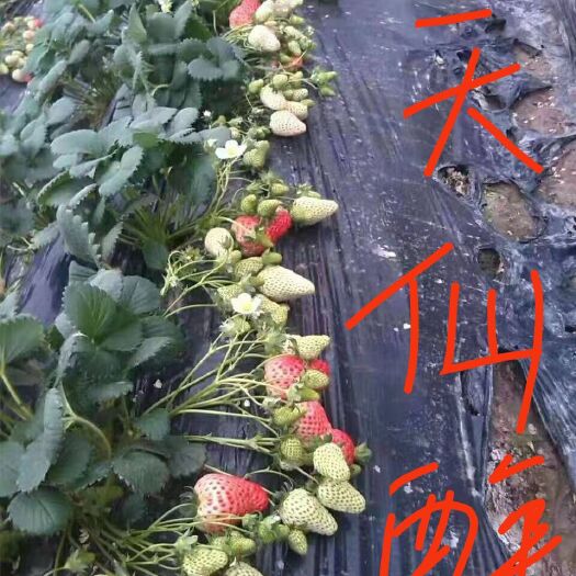 兴安县天仙醉草莓苗 天仙醉