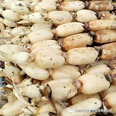 博兴县3735莲藕 当年藕塘，色白如玉，炖炒两可。