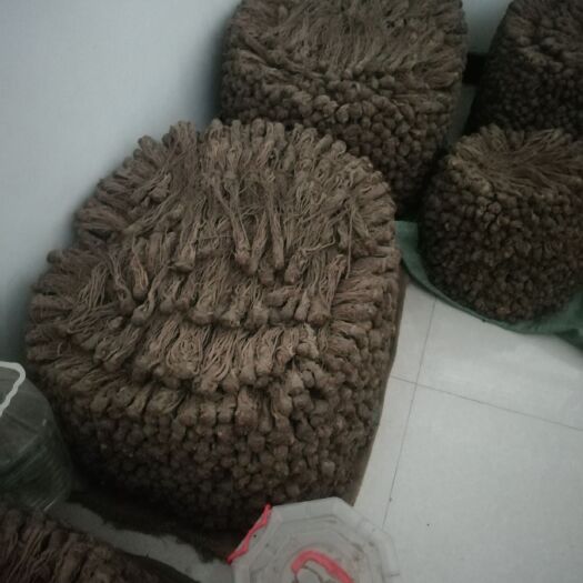 岷县 无硫当归