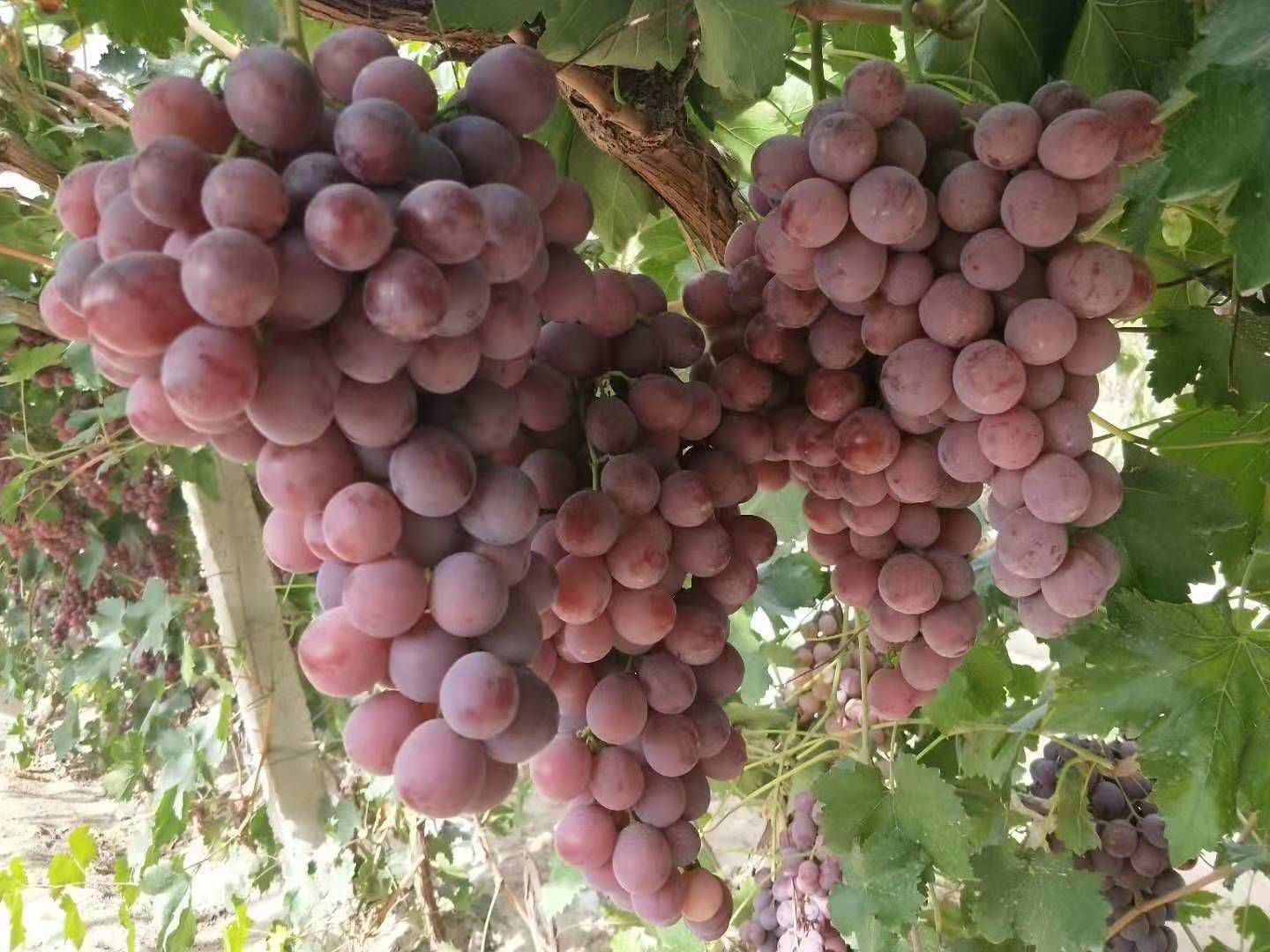  敦煌红提葡萄，